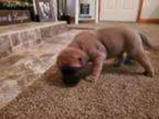 Bullmastiff Puppy for sale in Alto Pass, IL, USA