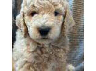 Goldendoodle Puppy for sale in Nisswa, MN, USA