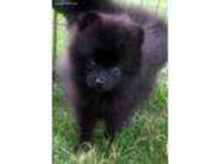 Pomeranian Puppy for sale in Oscoda, MI, USA