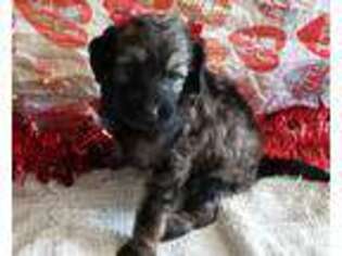 Labradoodle Puppy for sale in Culloden, GA, USA