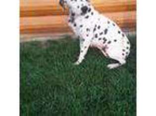 Dalmatian Puppy for sale in Monroe, IN, USA