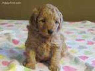 Goldendoodle Puppy for sale in Hancock, MN, USA