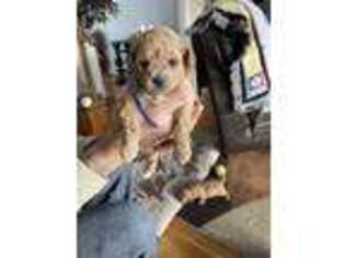 Mutt Puppy for sale in Cameron, NC, USA