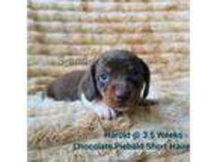 Dachshund Puppy for sale in Quitman, MS, USA