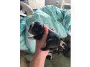 Mutt Puppy for sale in Waskom, TX, USA