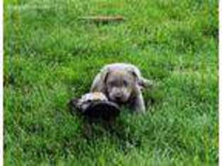Labrador Retriever Puppy for sale in Kokomo, IN, USA