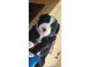 Border Collie Puppy for sale in Clinton, MO, USA
