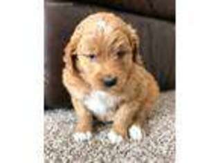 Goldendoodle Puppy for sale in Thief River Falls, MN, USA