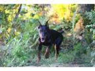 Doberman Pinscher Puppy for sale in Liberty, NY, USA