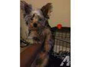 Yorkshire Terrier Puppy for sale in FAYETTEVILLE, NC, USA