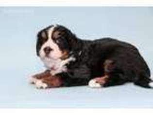 Bernese Mountain Dog Puppy for sale in Mission, TX, USA