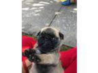 Pug Puppy for sale in San Jose, CA, USA