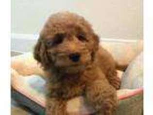 Goldendoodle Puppy for sale in Englewood, TN, USA