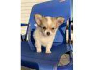 Chihuahua Puppy for sale in Goshen, IN, USA