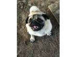 Pug Puppy for sale in Bedford, IN, USA