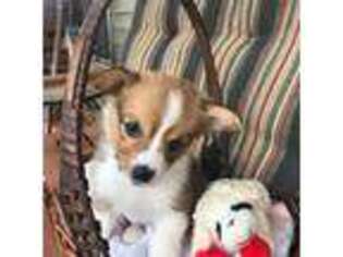 Pembroke Welsh Corgi Puppy for sale in Lima, NY, USA