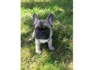 French Bulldog Puppy for sale in Cathlamet, WA, USA