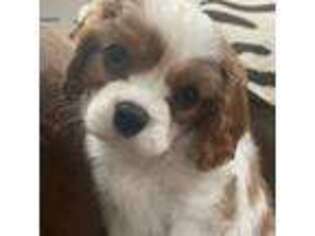 Cavalier King Charles Spaniel Puppy for sale in Arnold, MO, USA