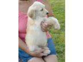 Labradoodle Puppy for sale in Falkville, AL, USA