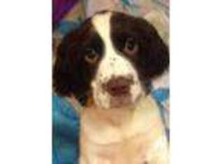 English Springer Spaniel Puppy for sale in MIDDLEBORO, MA, USA