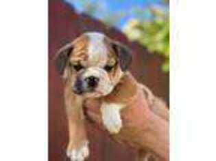 Bulldog Puppy for sale in Manteca, CA, USA
