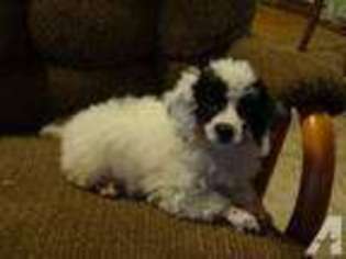 Mutt Puppy for sale in ASSARIA, KS, USA
