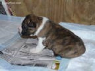 Boston Terrier Puppy for sale in Saint Elmo, IL, USA