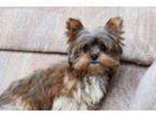 Yorkshire Terrier Puppy for sale in Berlin, OH, USA