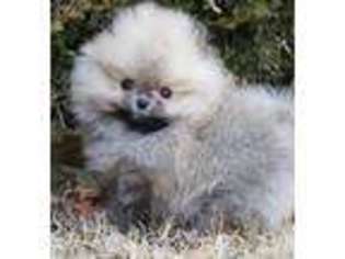 Pomeranian Puppy for sale in Upland, CA, USA