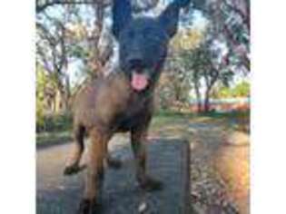 Belgian Malinois Puppy for sale in Hudson, FL, USA