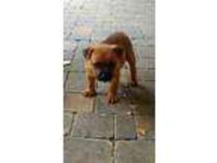 Staffordshire Bull Terrier Puppy for sale in Columbus, NC, USA