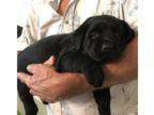 Labrador Retriever Puppy for sale in Madisonville, TN, USA