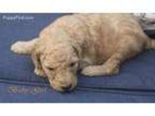 Goldendoodle Puppy for sale in Citrus Heights, CA, USA