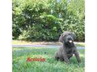 Cane Corso Puppy for sale in Kershaw, SC, USA