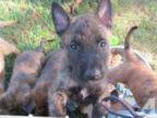 Belgian Malinois Puppy for sale in LOOMIS, CA, USA