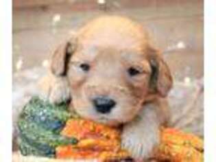 Goldendoodle Puppy for sale in Jones, MI, USA