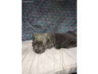 Medium Photo #1 Cane Corso Puppy For Sale in Richmond Hill, NY, USA