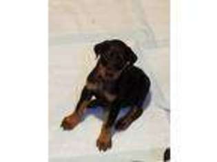 Doberman Pinscher Puppy for sale in Evansville, IN, USA