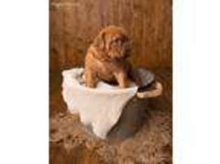 American Bull Dogue De Bordeaux Puppy for sale in Brooklyn, NY, USA
