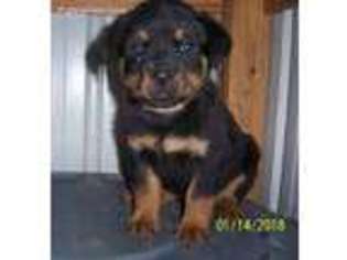 Rottweiler Puppy for sale in Fort White, FL, USA