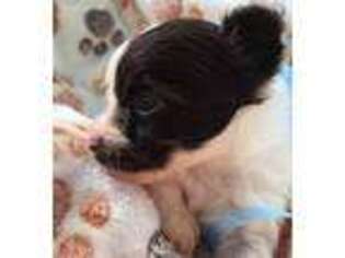 Mutt Puppy for sale in Huntsville, TX, USA