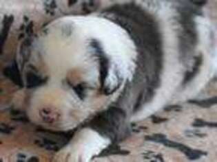 Miniature Australian Shepherd Puppy for sale in Moorhead, IA, USA