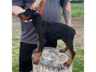 Doberman Pinscher Puppy for sale in Shawnee, OK, USA
