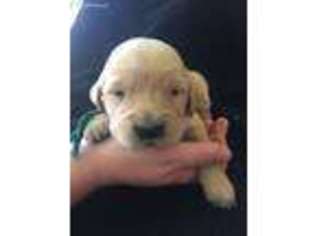 Golden Retriever Puppy for sale in Hull, IA, USA