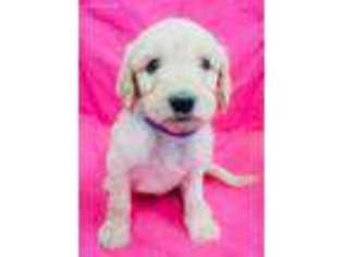 Goldendoodle Puppy for sale in Newfolden, MN, USA