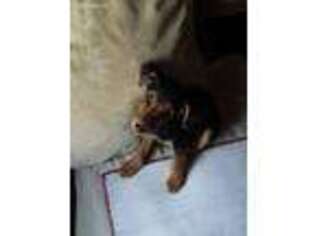 Airedale Terrier Puppy for sale in Alliance, OH, USA
