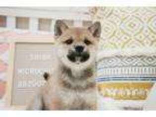 Shiba Inu Puppy for sale in Cincinnati, OH, USA