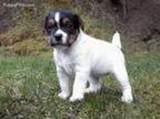 Jack Russell Terrier Puppy for sale in Hillsboro, OR, USA