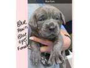 Cane Corso Puppy for sale in Belvidere, IL, USA