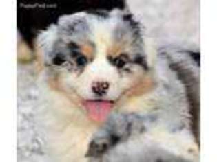 Medium Photo #1 Australian Shepherd Puppy For Sale in Coon Rapids, IA, USA